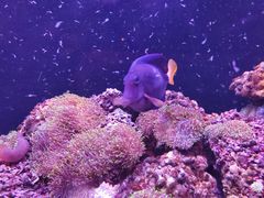 -暹罗海洋世界