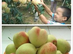 android_upload_pic-连平县上坪镇鹰嘴水蜜桃基地