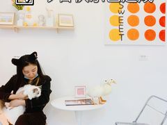 -团子家猫咪猫咖馆·柯基·柯尔鸭