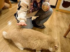 -滚猫咖啡·猫咖·猫友好撸猫(未来城店)