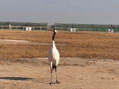 -盐城丹顶鹤湿地生态旅游区