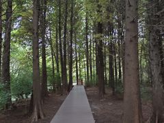 -溱湖国家湿地公园