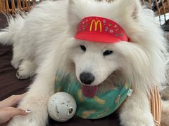-星多哈·狗咖·拼豆·咖啡