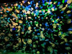 -珠海长隆海洋王国