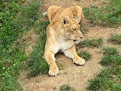 -西霞口神雕山野生动物世界