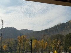 -千年银杏谷文化旅游区