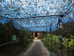 -北海金海湾红树林生态旅游区