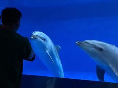 -华夏文旅海洋公园