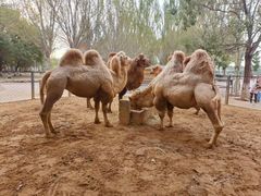 -长白岛森林公园