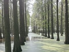 -渌洋湖湿地公园