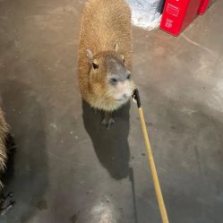 -Zoolung Zoolung动物主题公园(海信广场店)