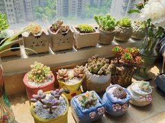 -金陵花卉交易市场