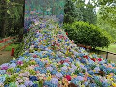 -上海共青森林公园