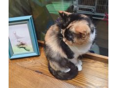 -猫色咖啡·猫咖