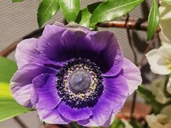 -双季花艺园艺市场(浦东店)