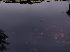 -红莲湖