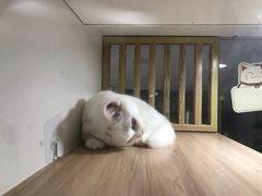 -李小姐の猫咖啡馆(五角场店)