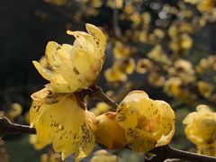 -三圣花乡旅游区