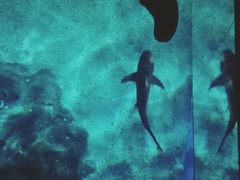 -暹罗海洋世界
