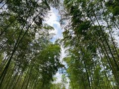 -大奇山国家森林公园
