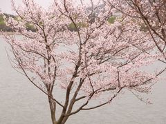 -羊山湖公园