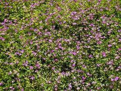 -福建鲤鱼洲酒店