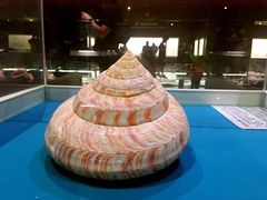 -青岛贝壳博物馆