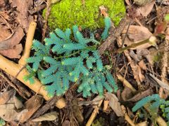 -天目山大树王景区