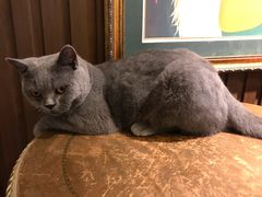 -more than meow吴止猫主题餐厅(承德 中船汇店)