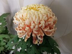 -杭州植物园