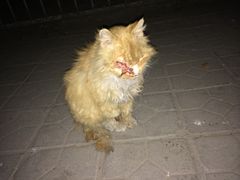 -纳吉亚猫专科动物医院博雅分院