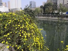 -成都市活水公园