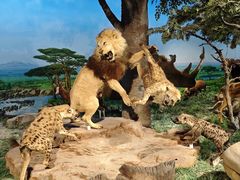 -国家自然博物馆