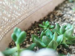 -北马山庄植趣咖啡