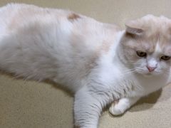 -藏猫猫咖啡主题馆(中央大道店)