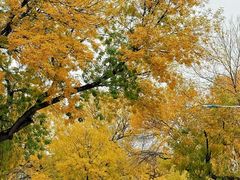 -金三可市井水煮鱼(金碧园店)