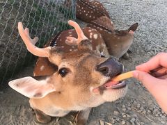 -鹿境梅花鹿生态园区