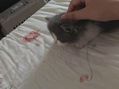 -欣宠猫屋·矮脚拿破仑·蓝金金渐层