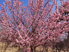 -鹫峰国家森林公园