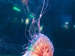 -芜湖新华联大白鲸海洋公园