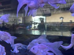 -三圣花乡旅游区