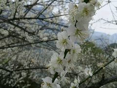 -广州市流溪河国家森林公园