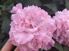 -金陵花卉交易市场