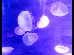 水母-福州罗源湾海洋世界旅游区