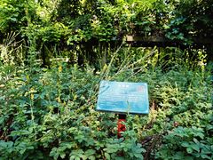 -广西壮族自治区药用植物园