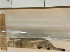 -COLOR PETS 撸猫馆·购猫·猫咖(长风大悦城店)