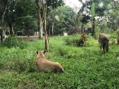 -海南热带野生动植物园