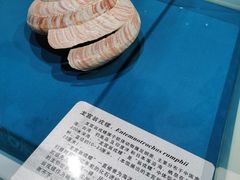 -青岛贝壳博物馆