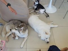 -怪兽屋·羊驼·猫咖·狗咖(俊华广场店)