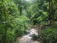 -莫里热带雨林景区